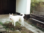 Aron