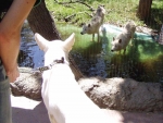 Zoo
